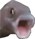 PogFish PogFish