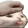 SCcatBLEP2petpet