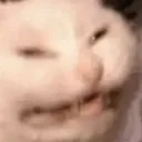Kot Kot