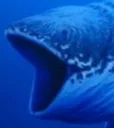 pog_fish pog_fish