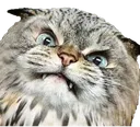 notlikeOat notlikeOat