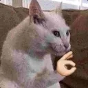 cattio Discord Emoji