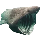 Sharkpog