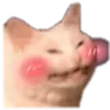 blushykat blushykat