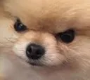 angrydog angrydog