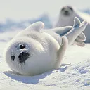 wiggle wiggle