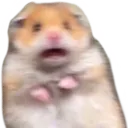 screech
