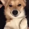 dogWink