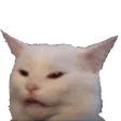 confusedKitty