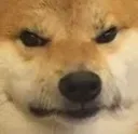angershiba angershiba