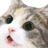 Catwoah Discord Emoji