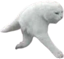 HalfCat HalfCat