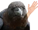 CrowWave