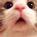 cat_awn