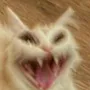 mreow mreow