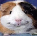 Happy_ham