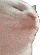catJAM catJAM