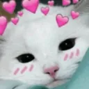 IlyKitten