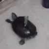 SCturtletwerk