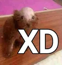 XD1