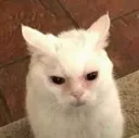 catangry