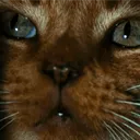 jonesy jonesy