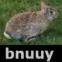 Bnuuy