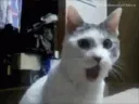 catPOG