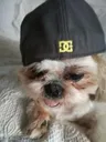 SwagDog