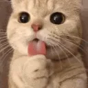 MavCat