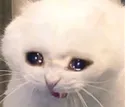 SadCat Discord Emoji