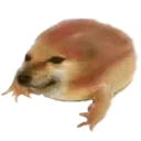 Drog