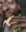 eating Discord emoji
