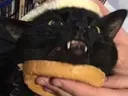 catborger