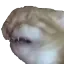 catCringe catCringe
