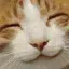 catHappy