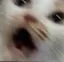 catPanicHyper