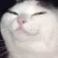 catSmug