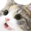 catWow