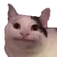 catBruh