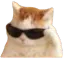 catCool