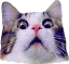 catScared