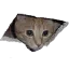 catLurk