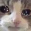 catCry