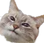 catSuspicious