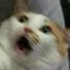 catScaredHyper