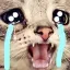 catNooooo