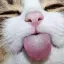 catTongue