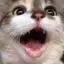 catPog