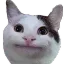 catLook catLook